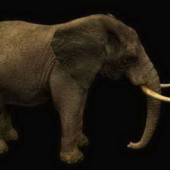 Animals Mammals Elephant