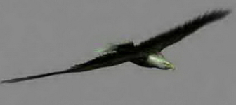 Animal Eagle Bird Hunting Goshawk Attacks On Glider Flight