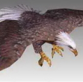Animal Eagle Bird Hunting Goshawk Attacks On Glider Flight