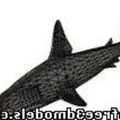 Hammerhead Shark Animal