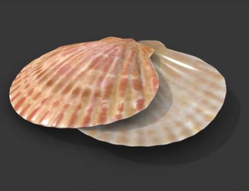 Sea Shell Pbr
