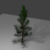 Christmas (pine) Tree 1