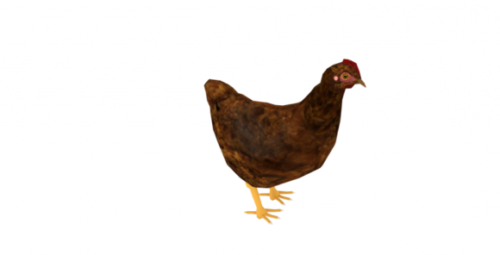Chicken – Gallina