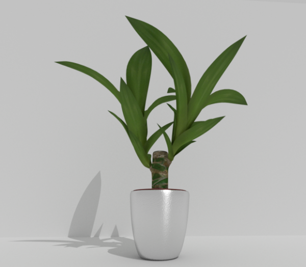 Indoor Pot Plant 2