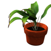 Plant In Pot