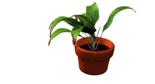 Plant In Pot