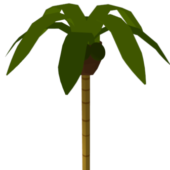 A Palm Tree With Coconuts