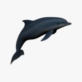 Dolphin V1