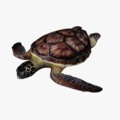 Sea Turtle V1