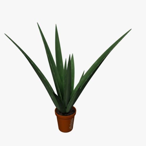 Aloe Plant V1