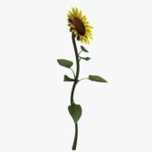 Sunflower V1