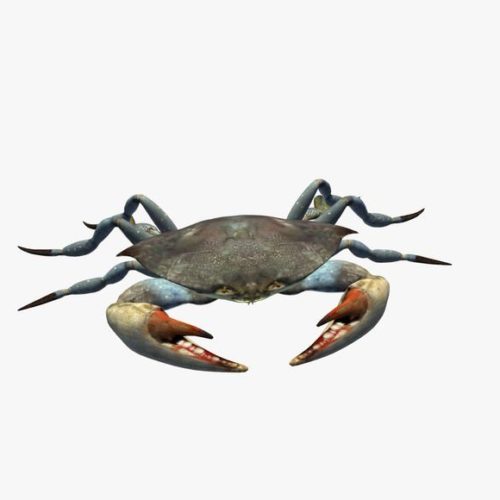 Crab V2
