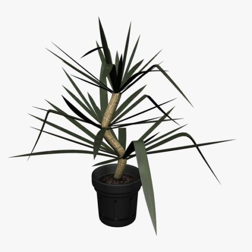 Yucca Plant V1