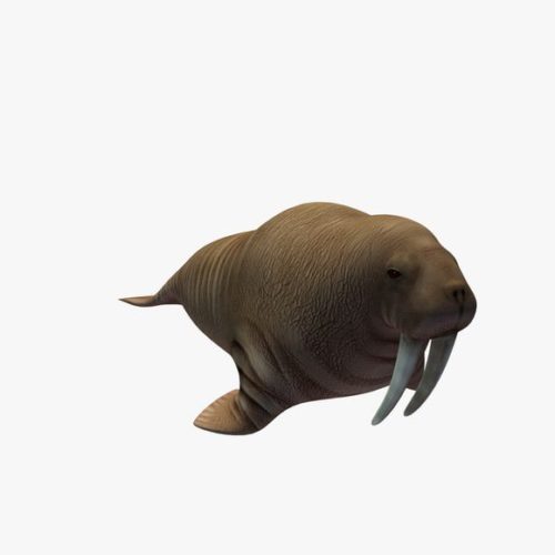 Walrus Animal