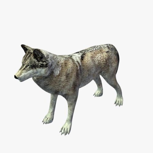 Gray Wolf V1