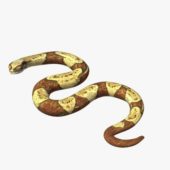 Boaconstrictor Snake