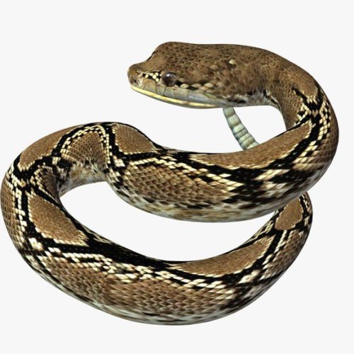 Rattlesnake V04