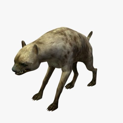 Hyena Dog