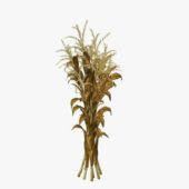 Stalks Of Corn V2