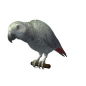 Grey Wild Parrot