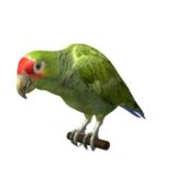 Amazon River Parrot