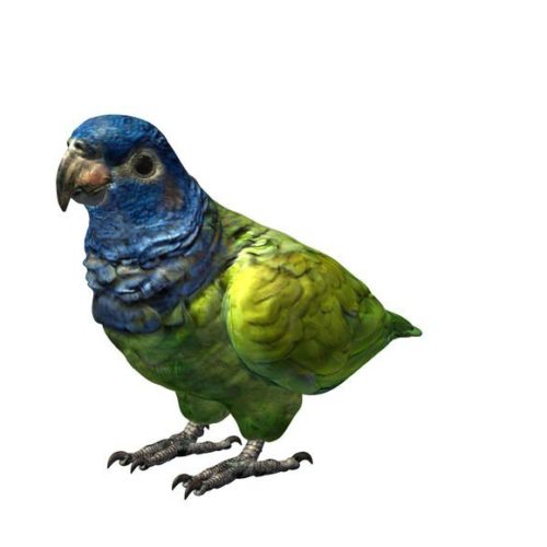 Free parrot 3D Models for Download - 123Free3dModels