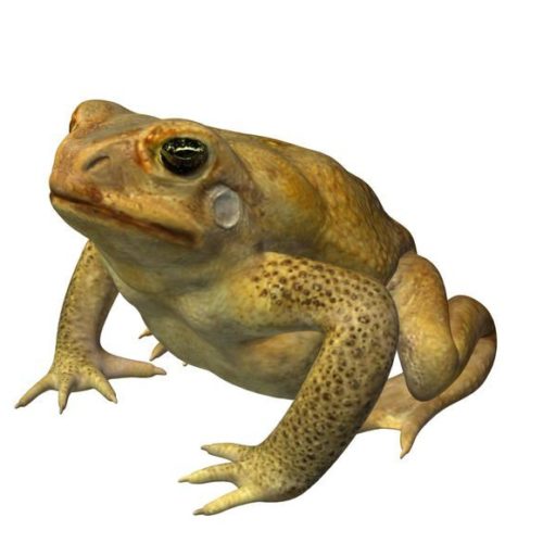 Canetoad Frog