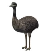 Bird Ostrich