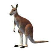 Kangaroo V1