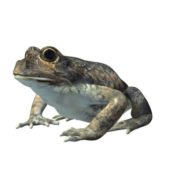 Banjofrog V1