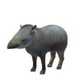 Tapir Animal