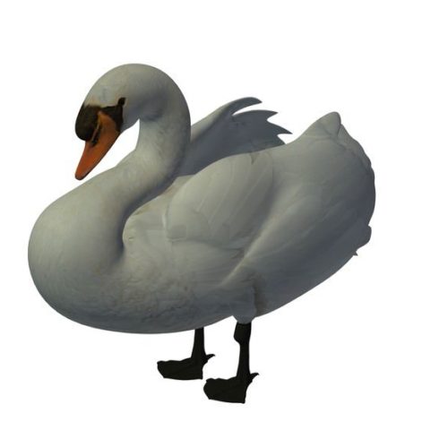 Mute Swan V1