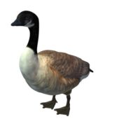 Canada Goose Duck