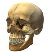 Skull V3