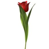 Tulip Flower V1
