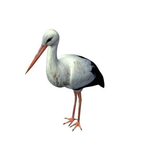 White Stork Bird