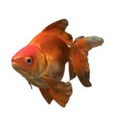 Wild Goldfish