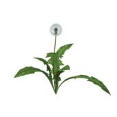Dandelionflower V1