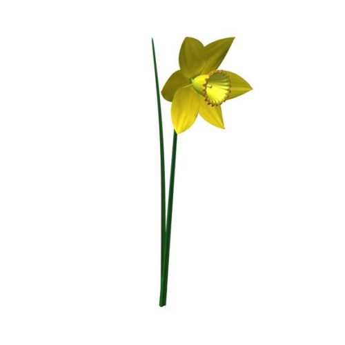 Daffodil Flower V1