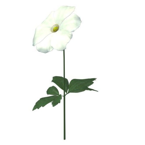Anemone Flower V1