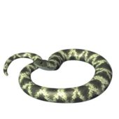 Eastern Hognose Snake V1