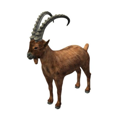 Ibex Goat