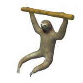 Linns Sloth Animal