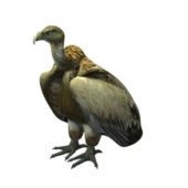 Golden Vulture Bird