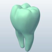 Molar With Root V1