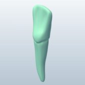 Incisor With Root V1