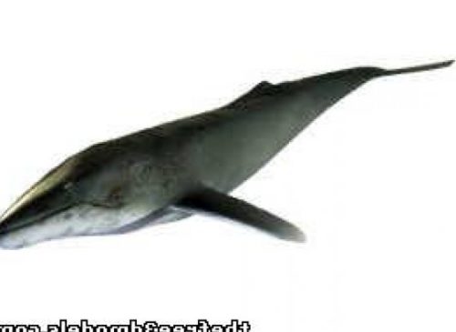 Animal Humpback Fish