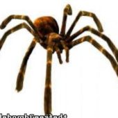 Tarantula – Crab Spider