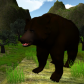 Wild Bear