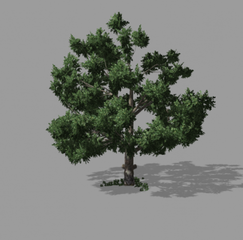 Tree_alan-2